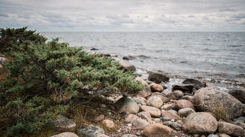 Prangli : l'île baltique authentique de l'Estonie, à une heure de Tallinn