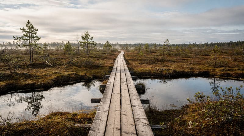 Viru Bog hike from Tallinn: boardwalk, bog shoes and what to expect