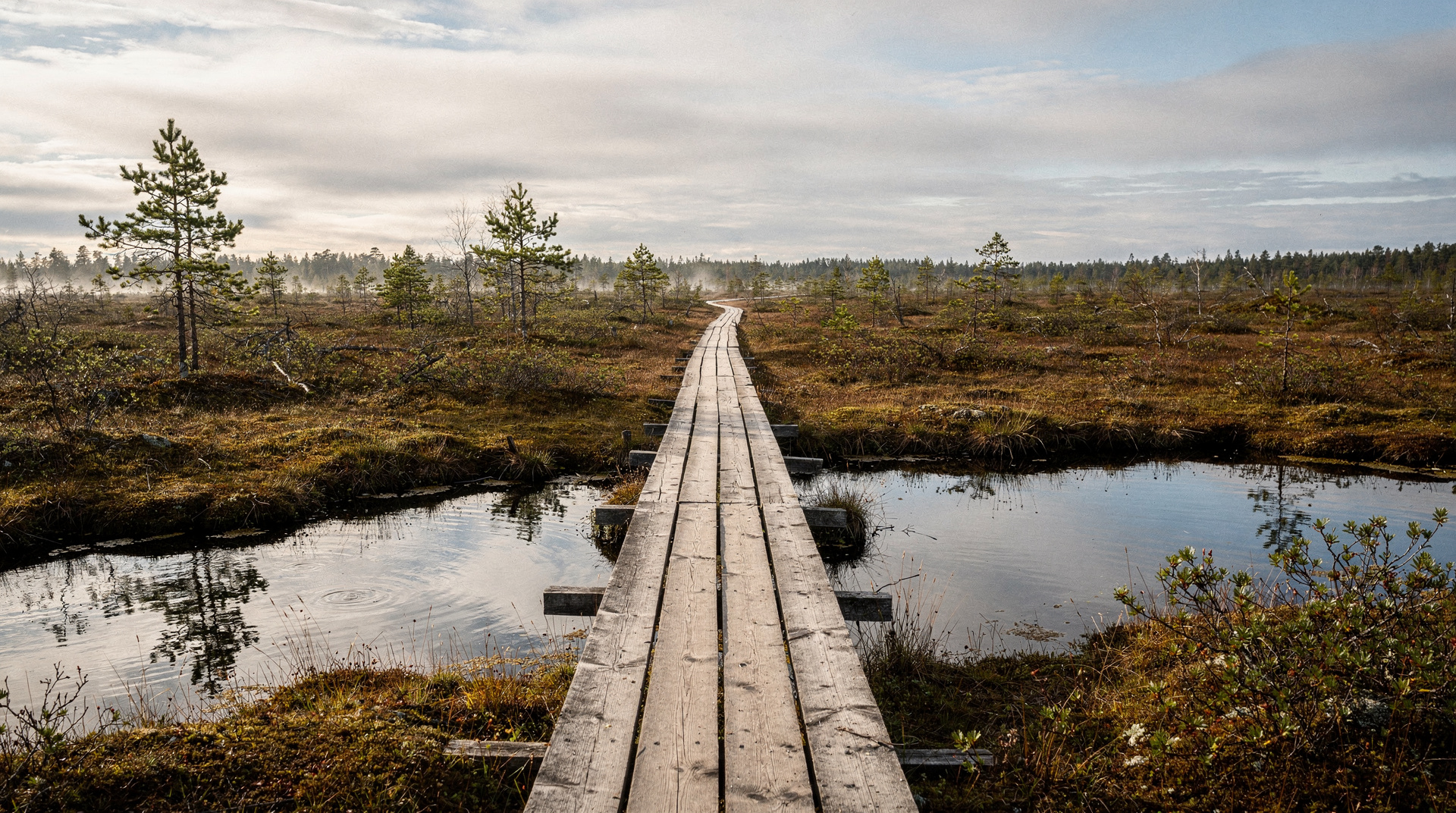 Viru Bog hike from Tallinn: boardwalk, bog shoes and what to expect